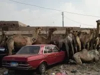 Двогорбий верблюд, бактріан (camelus bactrianus) верблюд двогорбий фото хабтагай ареал зовнішній вигляд