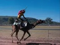 Двогорбий верблюд, бактріан (camelus bactrianus) верблюд двогорбий фото хабтагай ареал зовнішній вигляд
