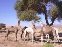 Двогорбий верблюд, бактріан (camelus bactrianus) верблюд двогорбий фото хабтагай ареал зовнішній вигляд