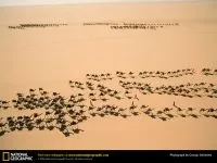 Двогорбий верблюд, бактріан (camelus bactrianus) верблюд двогорбий фото хабтагай ареал зовнішній вигляд