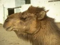 Двогорбий верблюд, бактріан (camelus bactrianus) верблюд двогорбий фото хабтагай ареал зовнішній вигляд