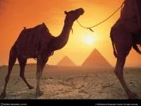 Двогорбий верблюд, бактріан (camelus bactrianus) верблюд двогорбий фото хабтагай ареал зовнішній вигляд
