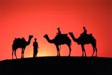 Двогорбий верблюд, бактріан (camelus bactrianus) верблюд двогорбий фото хабтагай ареал зовнішній вигляд