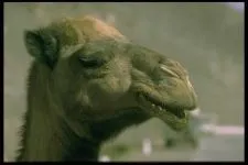 Двогорбий верблюд, бактріан (camelus bactrianus) верблюд двогорбий фото хабтагай ареал зовнішній вигляд