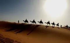 Двогорбий верблюд, бактріан (camelus bactrianus) верблюд двогорбий фото хабтагай ареал зовнішній вигляд