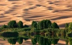 Двогорбий верблюд, бактріан (camelus bactrianus) верблюд двогорбий фото хабтагай ареал зовнішній вигляд