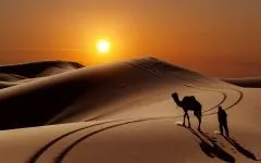 Двогорбий верблюд, бактріан (camelus bactrianus) верблюд двогорбий фото хабтагай ареал зовнішній вигляд