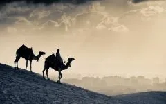 Двогорбий верблюд, бактріан (camelus bactrianus) верблюд двогорбий фото хабтагай ареал зовнішній вигляд