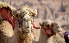 Двогорбий верблюд, бактріан (camelus bactrianus) верблюд двогорбий фото хабтагай ареал зовнішній вигляд