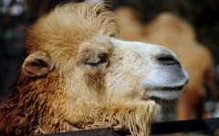 Двогорбий верблюд, бактріан (camelus bactrianus) верблюд двогорбий фото хабтагай ареал зовнішній вигляд
