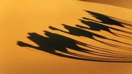 Двогорбий верблюд, бактріан (camelus bactrianus) верблюд двогорбий фото хабтагай ареал зовнішній вигляд