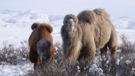 Двогорбий верблюд, бактріан (camelus bactrianus) верблюд двогорбий фото хабтагай ареал зовнішній вигляд