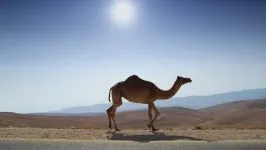 Двогорбий верблюд, бактріан (camelus bactrianus) верблюд двогорбий фото хабтагай ареал зовнішній вигляд