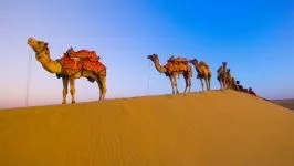 Двогорбий верблюд, бактріан (camelus bactrianus) верблюд двогорбий фото хабтагай ареал зовнішній вигляд