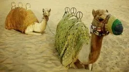 Двогорбий верблюд, бактріан (camelus bactrianus) верблюд двогорбий фото хабтагай ареал зовнішній вигляд