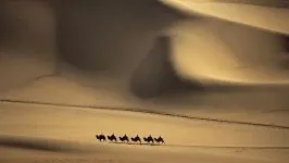 Двогорбий верблюд, бактріан (camelus bactrianus) верблюд двогорбий фото хабтагай ареал зовнішній вигляд