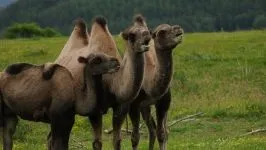 Двогорбий верблюд, бактріан (camelus bactrianus) верблюд двогорбий фото хабтагай ареал зовнішній вигляд