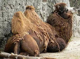 Двогорбий верблюд, бактріан (camelus bactrianus) верблюд двогорбий фото хабтагай ареал зовнішній вигляд