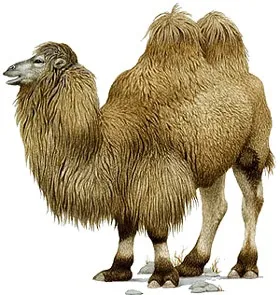 Двогорбий верблюд, бактріан (camelus bactrianus) верблюд двогорбий фото хабтагай ареал зовнішній вигляд