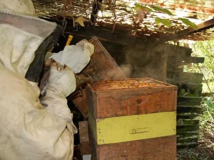 Джентерскій сот для виведення бджолиних маток опис, інструкція (виведення) Джентерскій сот для виведення бджолиних маток опис, інструкція