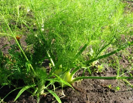 Ефірне масло фенхеля, життя моє (ефірне масло фенхеля) Ефірне масло фенхеля, життя моє