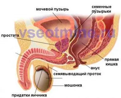 Ефективне лікування простатиту народними засобами (ефективне лікування простатиту народними засобами в домашніх умовах) Ефективне лікування простатиту народними засобами