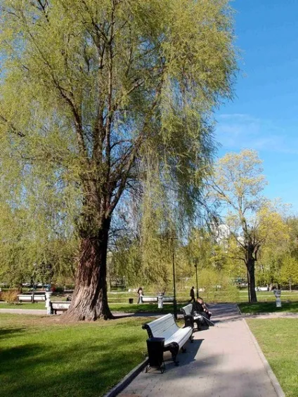 Катерининський парк в Москві (парк) Катерининський парк в москві