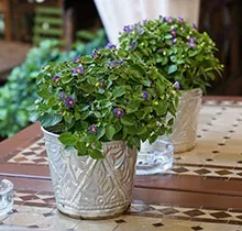 Екзакум догляд, розмноження, пересадка (екзакум) Екзакум догляд, розмноження, пересадка