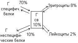Етапи синтезу стероїдних гормонів
