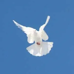 Олена Смірнова