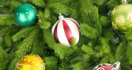 Ялинки штучні або живі - яку ялинку вибрати до нового року (ялинка справжня) Ялинки штучні або живі - яку ялинку вибрати до нового року