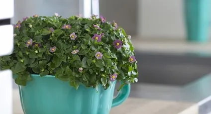 Екзакум - догляд та розмноження в домашніх умовах, greenhome (розмноження) Екзакум - догляд та розмноження в домашніх умовах, greenhome