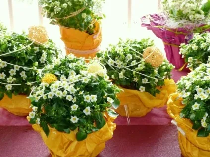 Екзакум - догляд та розмноження в домашніх умовах, greenhome (екзакум) Екзакум - догляд та розмноження в домашніх умовах, greenhome