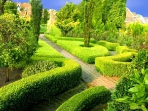 Самшит посадка і догляд у відкритому грунті пересадка розмноження (самшит) Самшит посадка і догляд у відкритому грунті пересадка розмноження