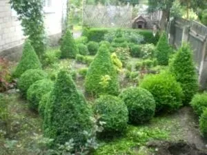 Самшит посадка і догляд у відкритому грунті пересадка розмноження (відкритому) Самшит посадка і догляд у відкритому грунті пересадка розмноження