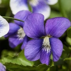 Фіброма молочної залози симптоми і лікування народними засобами (залози) Фіброма молочної залози симптоми і лікування народними засобами