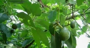 Фейхоа вирощування в домашніх умовах і в відкритому грунті (фейхоа) Фейхоа вирощування в домашніх умовах і в відкритому грунті