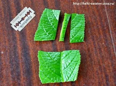 Фіалки на підвіконні, streptocarpus, розмноження стрептокарпусов (листовий) Фіалки на підвіконні, streptocarpus, розмноження стрептокарпусов