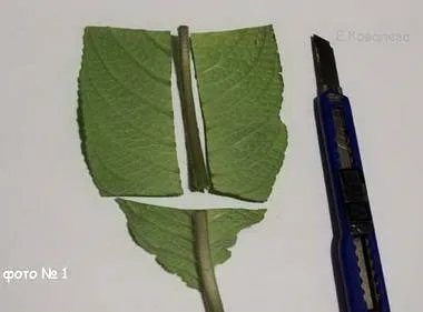 Фіалки на підвіконні, streptocarpus, розмноження стрептокарпусов (стрептокарпус) Фіалки на підвіконні, streptocarpus, розмноження стрептокарпусов