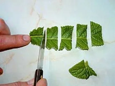 Фіалки на підвіконні, streptocarpus, розмноження стрептокарпусов (streptocarpus) Фіалки на підвіконні, streptocarpus, розмноження стрептокарпусов