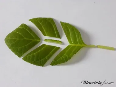 Фіалки на підвіконні, streptocarpus, розмноження стрептокарпусов (держак) Фіалки на підвіконні, streptocarpus, розмноження стрептокарпусов