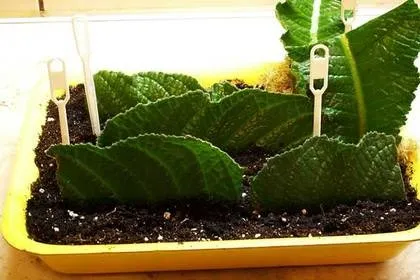 Фіалки на підвіконні, streptocarpus, розмноження стрептокарпусов (держак) Фіалки на підвіконні, streptocarpus, розмноження стрептокарпусов