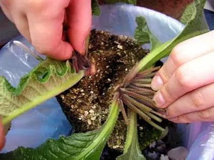 Фіалки на підвіконні, streptocarpus, розмноження стрептокарпусов (стрептокарпус) Фіалки на підвіконні, streptocarpus, розмноження стрептокарпусов