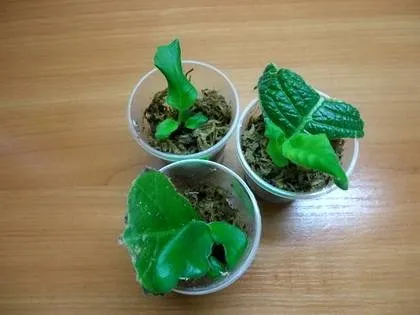 Фіалки на підвіконні, streptocarpus, розмноження стрептокарпусов (фрагмент) Фіалки на підвіконні, streptocarpus, розмноження стрептокарпусов