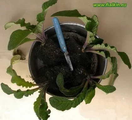 Фіалки на підвіконні, streptocarpus, розмноження стрептокарпусов (streptocarpus) Фіалки на підвіконні, streptocarpus, розмноження стрептокарпусов