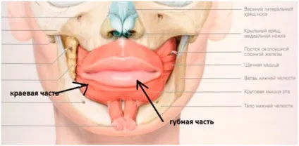 Фейсбілдінг вправу «рибка» (зона губ) (вправа) Фейсбілдінг вправу «рибка» (зона губ)