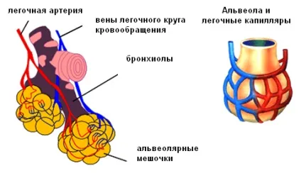 Фізіологія дихання людини, підготовка газодимозахисників (основні поняття дихання і процеси дихання газодимозахисників мнс) Фізіологія дихання людини, підготовка газодимозахисників