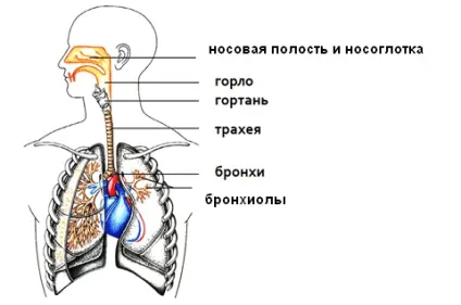 Фізіологія дихання людини, підготовка газодимозахисників (ГДЗС.) Фізіологія дихання людини, підготовка газодимозахисників