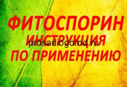 Фітоспорін для розсади помідор інструкція із застосування, відео та фото (розсади) Фітоспорін для розсади помідор інструкція із застосування, відео та фото