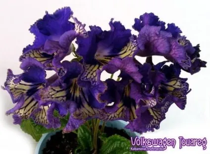 Фіалки на підвіконні, streptocarpus, розмноження стрептокарпусов (боків держака заповнюємо порожнечі) Фіалки на підвіконні, streptocarpus, розмноження стрептокарпусов